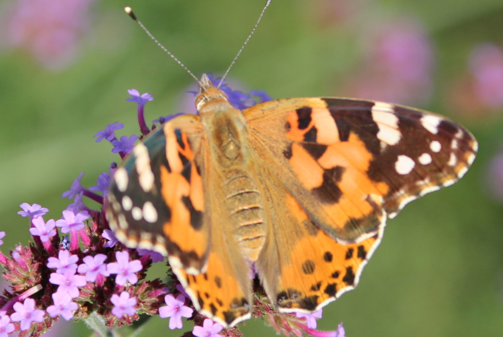 Schmetterling